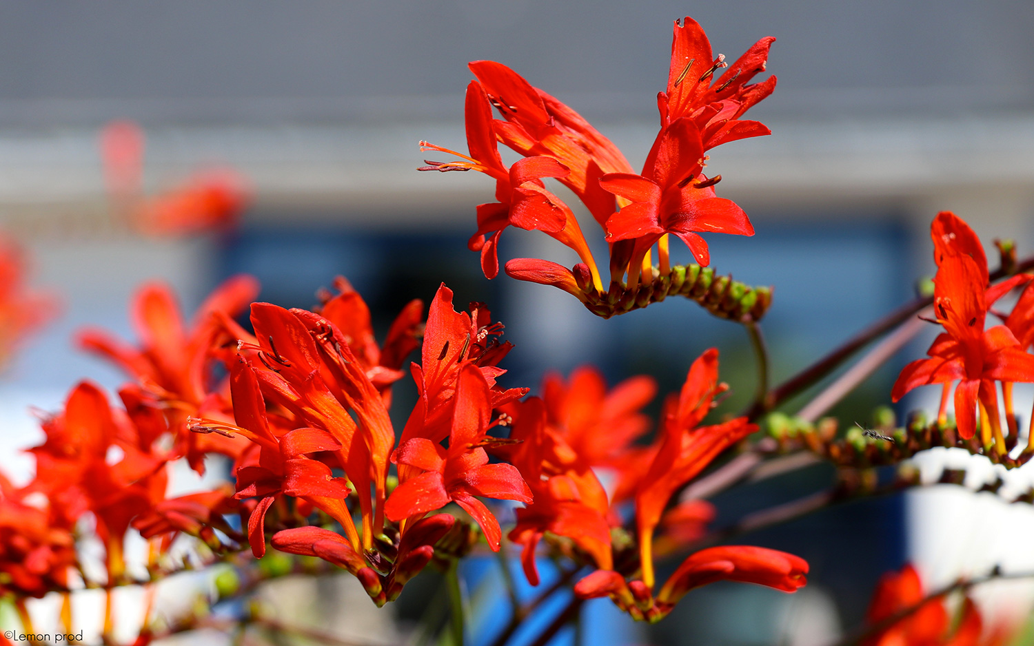 Fleurs sur le camping kerzerho